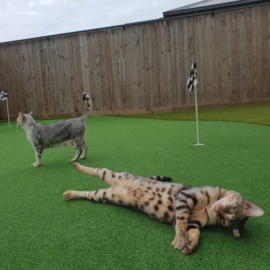  oscillot cats golf 540x540